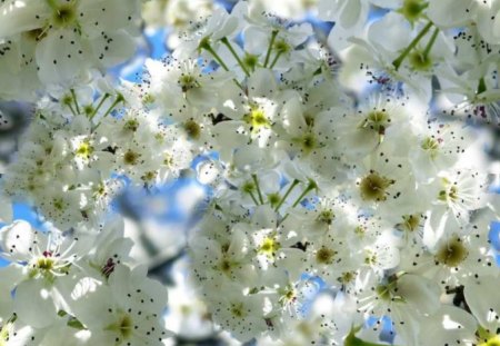 Floral spring - floral spring, blossom, white flowers, trees