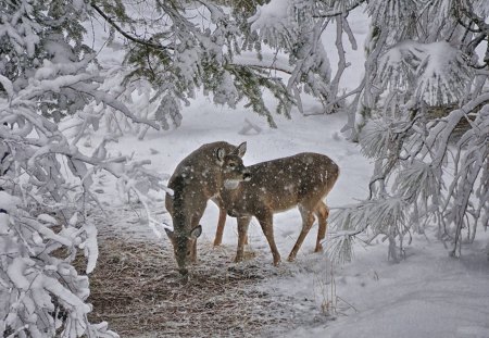 Harmony - forest, animals, winter, harmony, deer