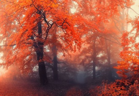 Forests - nature, autumn, trees, forests, leaves