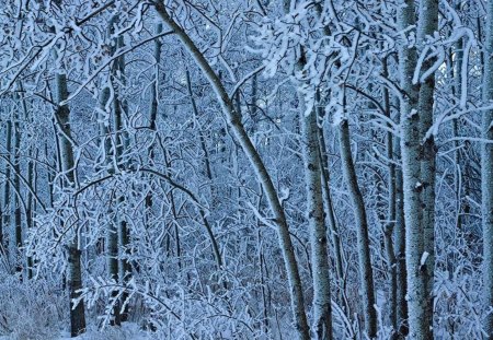 Frosty Morning - forest, morning, winter, tree, frosty, snow