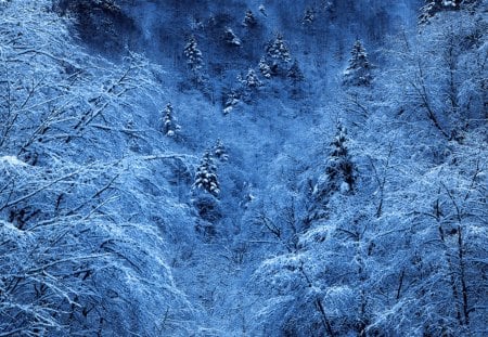 Colors of winter - colors, winter, forest, blue