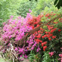 Trengwainton Gardens, Cornwall