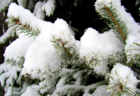  Snow on the Pines - nature, snow, winter, pine tree, limbs