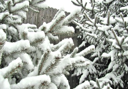 First Snow on the Pines - pine tree, winter, nature, snow, limbs