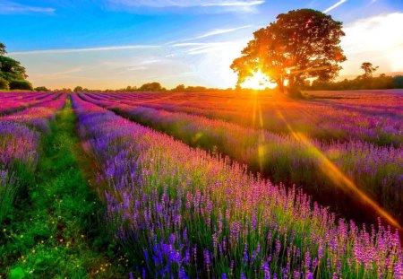 Lavender field - nice, sky, fragrance, sunset, field, meadow, shine, purple, rows, tree, scent, lavender, rays, light, summer, lovely, nature, glow, beautifdul, sunrise