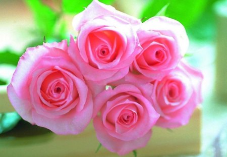 Roses of Love - pink roses, love, roses, beautiful