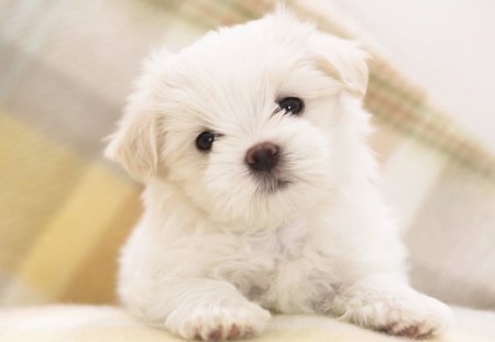 White Puppy - cute, dog, white, puppy