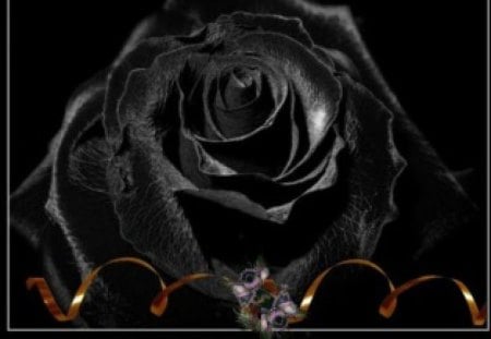 Black Rose - beautiful, bows, black rose, ribbons