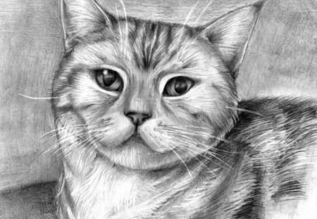 Cat drawing - cat, animal, art, kitten