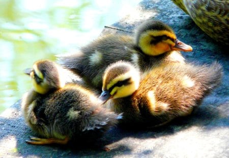 CUTE DUCKLINGS - three, ducklings, cute, birds