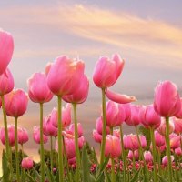 Pink Tulips