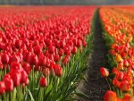 tulip field