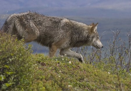 Timber Wolf