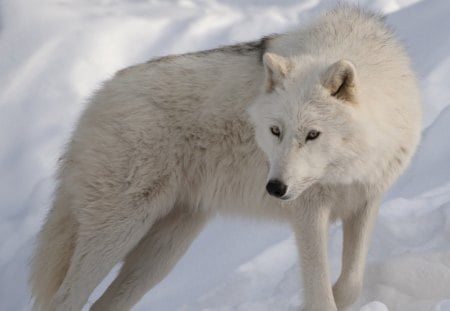 Arctic Wolf - wolfrunning, snow, dog, mythical, the pack, wisdom beautiful, grey wolf, timber, canis lupus, abstract, spirit, friendship, howling, grey, white, nature, arctic, wallpaper, majestic, wolf, canine, pack, wild animal black, wolf wallpaper, winter, wolf pack, quotes, howl, wolves, black, lobo, lone wolf, solitude