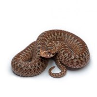 Rattle  Snake