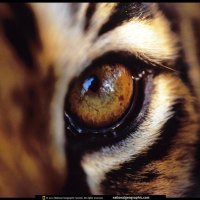 Eye Of The Tiger