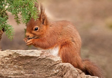 Red squirrel - sweet, ature, animal, squirrel