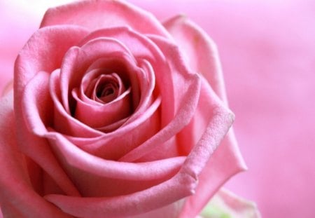 Pink Rose - flowers, rose, pink, beautiful