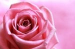 Pink Rose