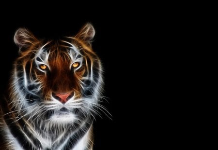 Tiger - animal, black, dark, tiger