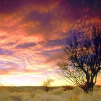 gorgeous sky over almond tree in cali