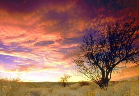 gorgeous sky over almond tree in cali - sky, clouds, tree, field, sunset