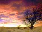 gorgeous sky over almond tree in cali