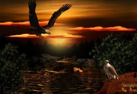 Sunset Dreaming - forests, hawks, birds, eagles, sunsets, lakes