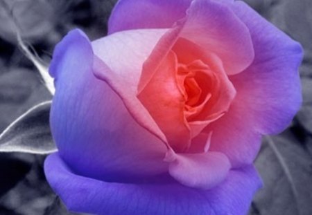 Beautiful rose - gray background, purple, beautiful, rose, pretty colors, pink