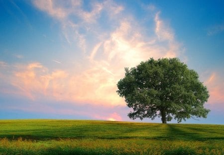 fresh nature - crisp, tree, grass, clouds