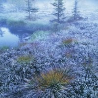 frozen grass