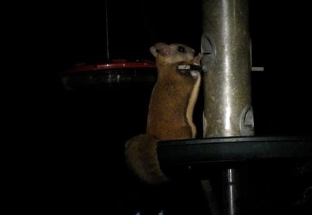 Flying Squirrel - feeder, nature, flying squirrel, cute, night