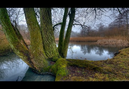 Good Ol Willow - nature, lake, trees, willow