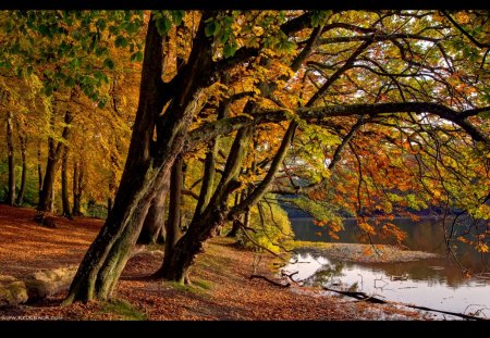 Falling for Fall - nature, autumn, forest, trees