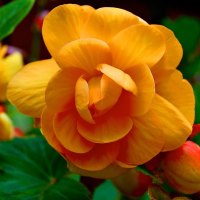 The Orange Begonia