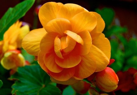 The Orange Begonia - begonias, flowers, orange, beautiful