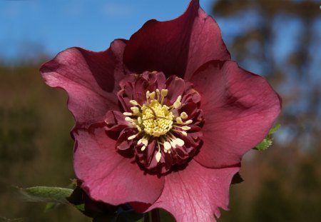 The Burgundy Anemone - red, anemone, flower, beautiful, burgundy