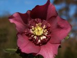 The Burgundy Anemone