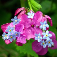 ~Colorful Spring Blossoms~