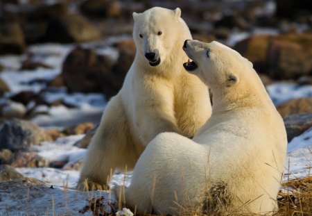 Polar bears playing - Bears & Animals Background Wallpapers on Desktop ...