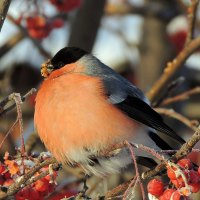 bird on branch