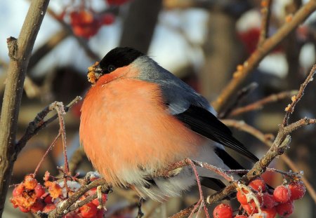 bird on branch - tree, forest, bird, branch