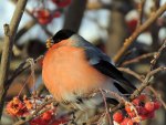 bird on branch