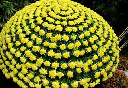 Chrysanthemum - colorful, shortday plants, beautiful, chrysanthemum, flower