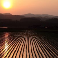 rice field at sunrise in japan