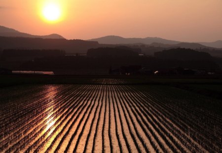 rice field at sunrise in japan - rice, japan, sunrise, field