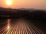 rice field at sunrise in japan