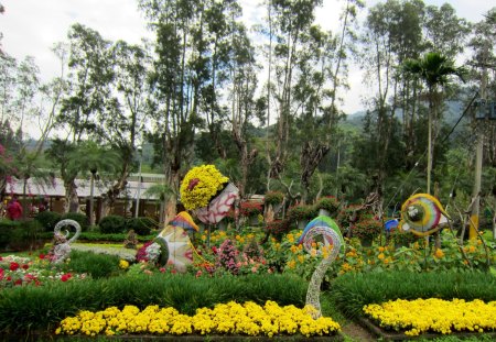 Garden - chrysanthemum, grass, flower, garden