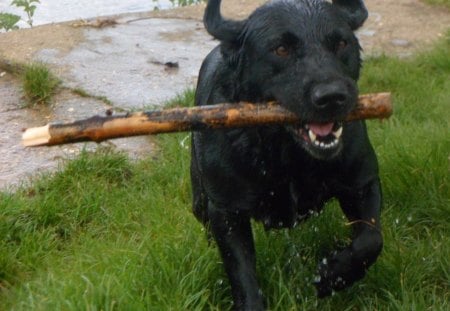 Happy dog! - water, black, labrador, wet, stick, park, dog