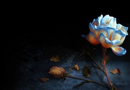 Awesome Rose - nature, beauty, blue, awesome, rose